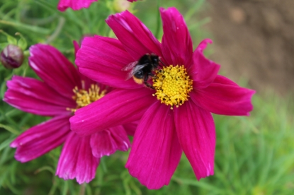 Picture of Cosmos - Sonata Carmine Premium